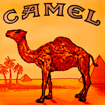 Camel